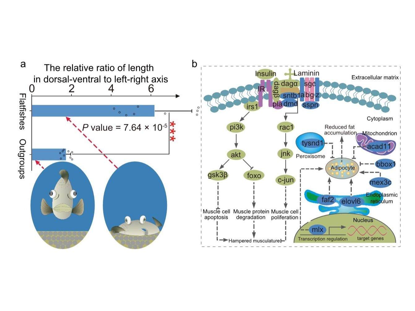 西工大生态环境学院在《自然•遗传学》(Nature Genetics)发文揭示比目鱼类的起源及其独特体型的形成机制